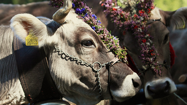 Festa di San Bartolomeo