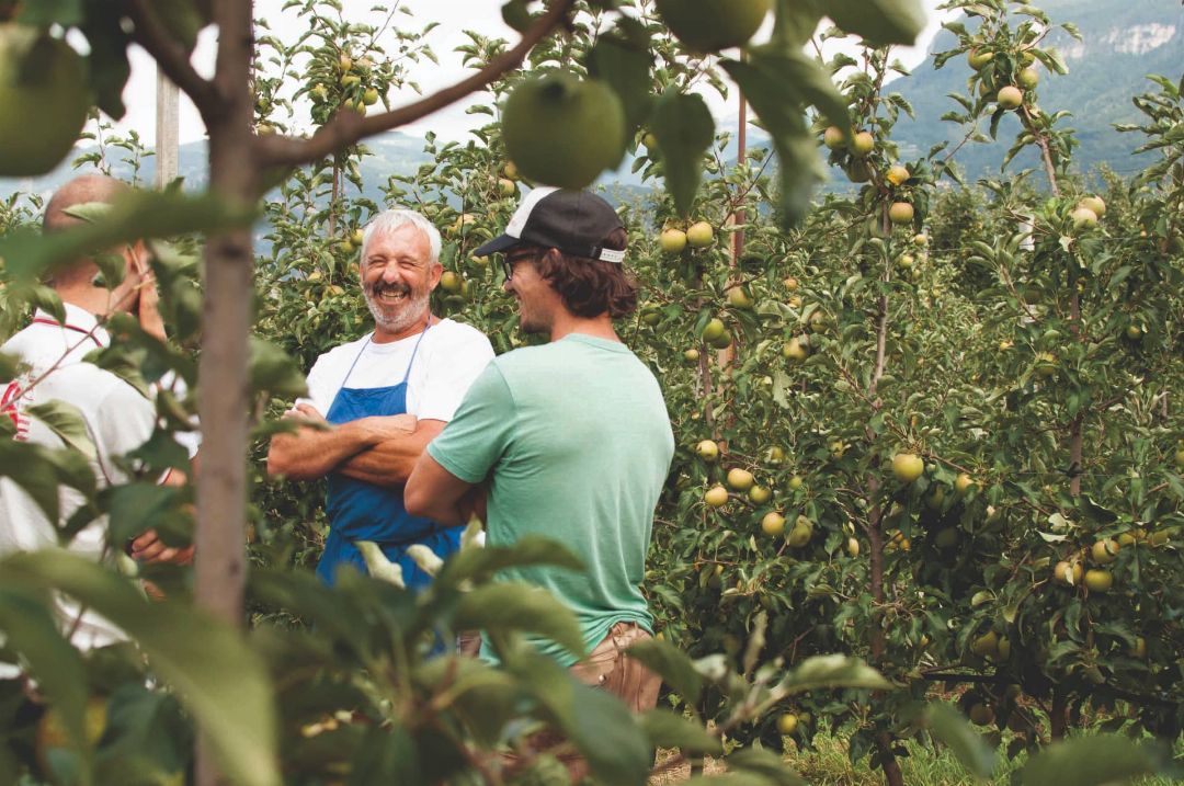 Compra Succo di Mela non filtrato Bio Bag in Box Biosüdtirol 3l I Pur  Südtirol®