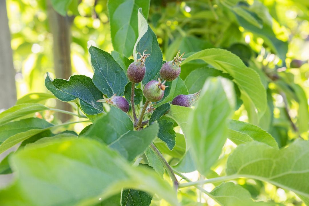 Compra Succo di mela di montagna Leitnerhof 1l I Pur Südtirol®